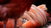 Are flamingos pink when they hatch? SeaWorld welcomes eight chicks