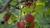 Ready for fall fun? Here are 2 farms where you can pick apples, pumpkins near Lexington