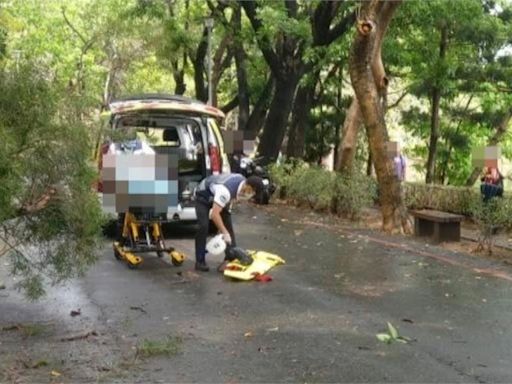 路樹倒塌壓死散步男子 高雄澄清湖園區關園一週