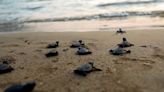 To help protect newly hatched baby sea turtles, we designed a tool for sensing activity inside their nests
