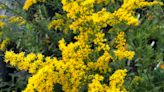 Achoo! Here's why goldenrod is not to blame for your pollen allergies