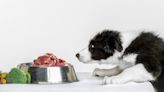 Feeding dogs certain table scraps could help health, but processed kibble may not, study says