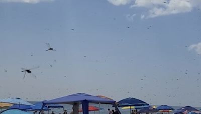 ‘I’ve never seen anything like it’: Videos show swarms of dragonflies invading R.I. beach - The Boston Globe