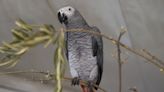 Wildlife Park Reintegrates Five Foul-Mouthed Grey Parrots With Larger Flock to ‘Dilute’ Excessive Swearing