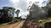 Study Reveals Vast Networks of 'Ghost Roads' in Asian Rainforests