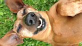 Trainer reveals three things your dog needs from you to be happy and healthy - and they’re so easy!