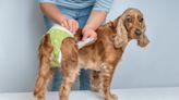 狗狗發情期是什麼？跟月經一樣嗎？狗狗發情期可以洗澡嗎？照顧注意事項有哪些？