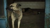 Stray Dog Saves Abandoned Baby in Lebanon, Raising Awareness of Overlapping Crises