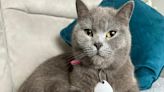 Owner 'terrified' as cat dies after being shot dead