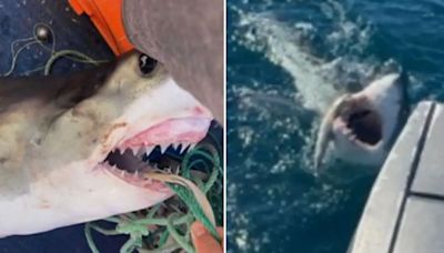 Boy, 16, mauled by great white shark while fishing off beach in Australia