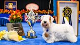 Meet Stache, the Sealyham Terrier that won the 2023 National Dog Show