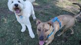 Palm Springs nixes 6-week dog park closure after residents complain