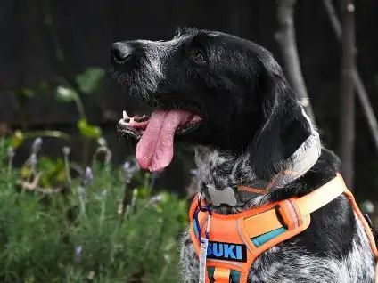 Heroína medioambiental: conoce a Suki, la única perrita detectora de fugas de agua subterráneas