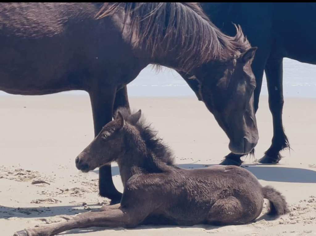 Once-ostracized wild horse seen wandering Outer Banks is now a mom, photos show