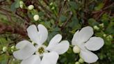 This spring blooming shrub is a real gem | Mystery Plant