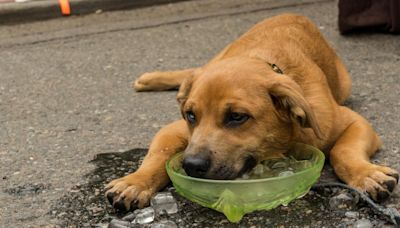 Can you give ice cubes to your dog in summer? PDSA vet nurse sets record straight