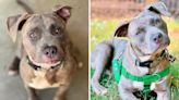 Shelter puppy looks "confused" as he goes back to his kennel each night