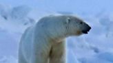 Polar bear kills mother, 1-year-old son after rampage through remote Alaska village