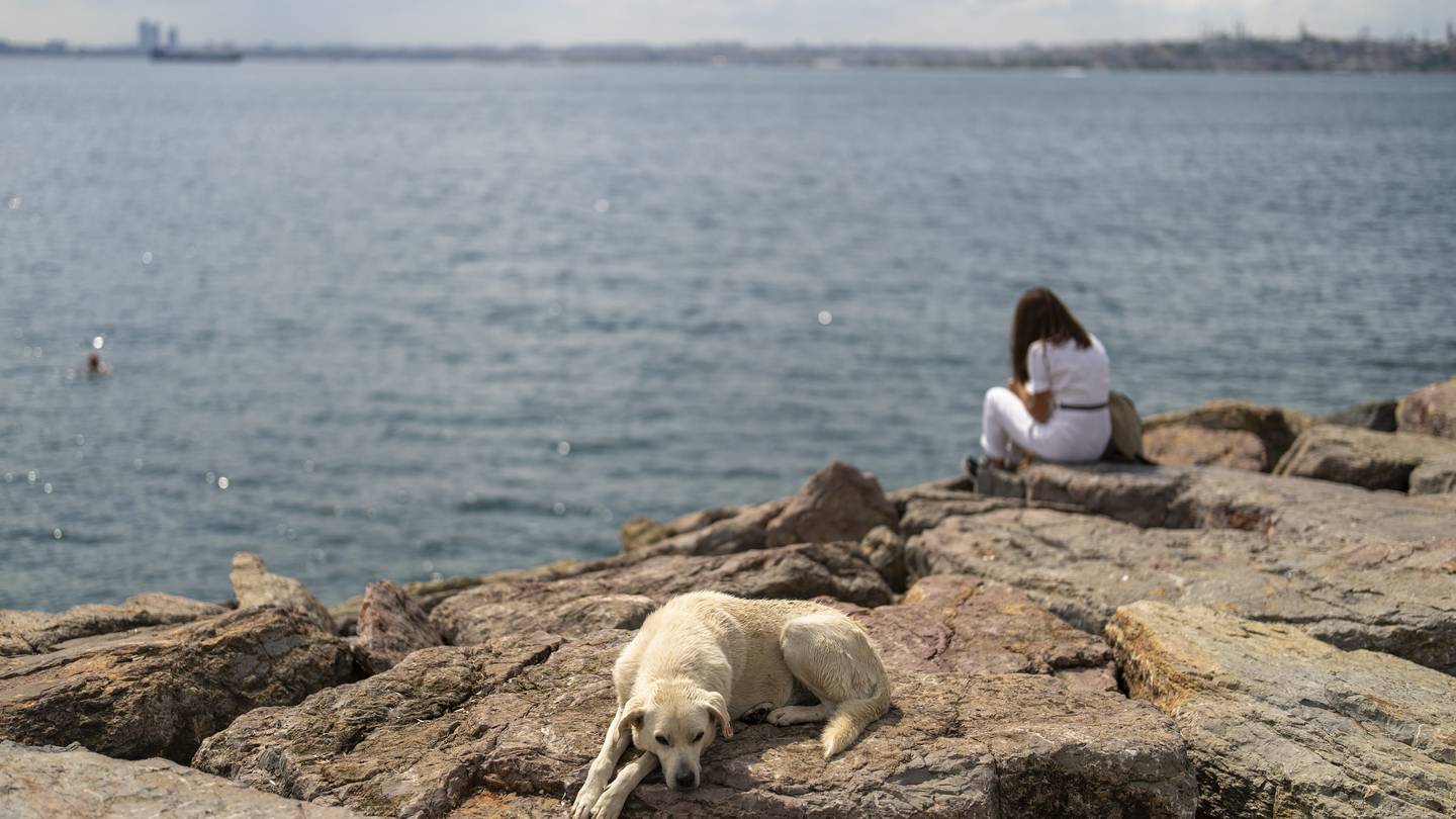 Turkey plans to regulate a large stray dog population, raising some fears about mass killings