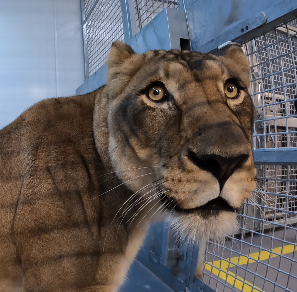 Great Plains Zoo brings in another lion as exhibit prepares for June opening