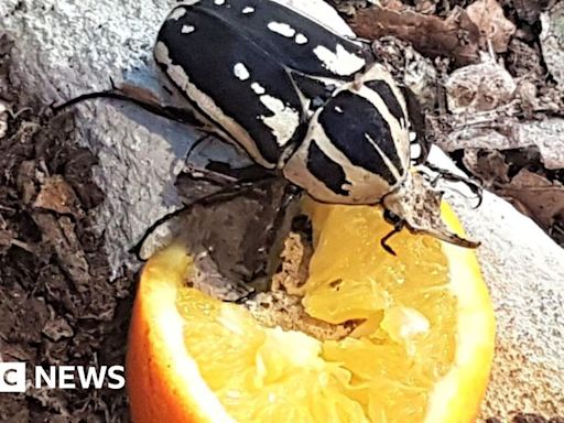 Stratford-upon-Avon Butterfly Farm puts spotlight on beetles