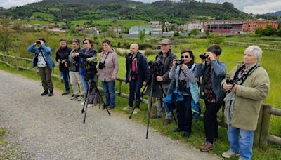 La ría de Villaviciosa sorprende a varios ornitólogos franceses: 'Es espléndida'