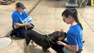 Animal shelter asks for urgent help after taking in over 30 dogs