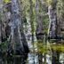 Big Cypress National Preserve