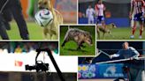 Desde perritos, hasta tlacuaches; los animales que han invadido las canchas de la Liga MX