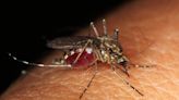 Suman 13 muertos por dengue en Morelos; reportan más de 2 mil casos acumulados | El Universal