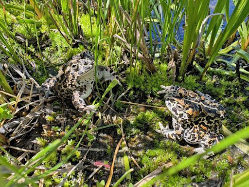 Rare toad raised in San Francisco relocates to Yosemite National Park