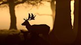 Police probe after beheaded deer found near cemetery in Inverness
