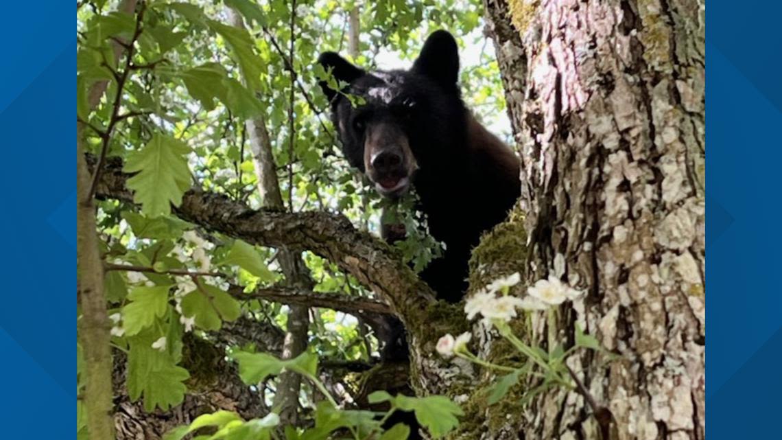 Black bear roams Lakewood neighborhood, prompts brief school lockdown