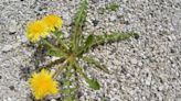 Gardeners say kitchen staple is 'better' than vinegar for killing gravel weeds