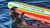 A Sea Otter Keeps Stealing Surfboards, And Authorities Are On Her Tail