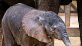 Toledo Zoo welcomes baby elephant, starts naming contest