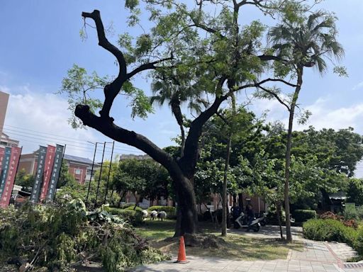 台南州知事官邸苦楝老樹被「截肢毀容」 網友炸鍋批粗暴