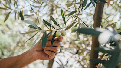 When will olive oil prices normalise?