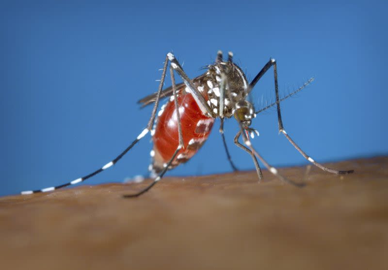 Dengue fever surging in all 50 states. These are symptoms you should watch for