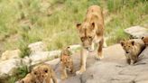 Se escapan los leones en el zoo y pasan el susto de su vida