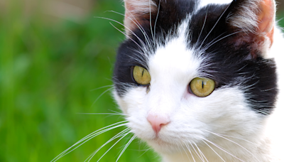 Cat's Heartbroken Face After Being Surrendered for the Second Time Is Devastating