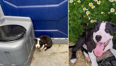 Pup rescued from port-a-potty now looking for forever home