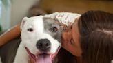 10 Reasons Why Pit Bulls Make Great Therapy Dogs