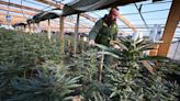 US moves to reclassify marijuana in historic shift