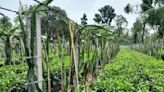 New crops power small tea growers: Dragon fruit, betel nut and pepper cultivated to cover cost of brew production