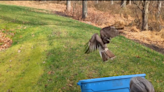 Young hawk trapped in chicken coop netting gets help from rescuers. See it fly away