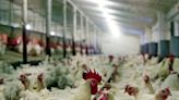 Chicken culling, disposal raise concern as bird flu spreads in U.S. - AGCanada