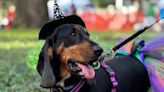 Wag-O-Ween, Savannah's furriest and cutest fundraiser, is wagging its tail around town