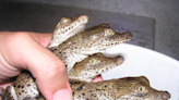 Off the grid: American crocodiles thrive at Florida nuclear power plant