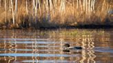 Climate change is jeopardizing loons, a beloved symbol of the Northwoods. Here's why.